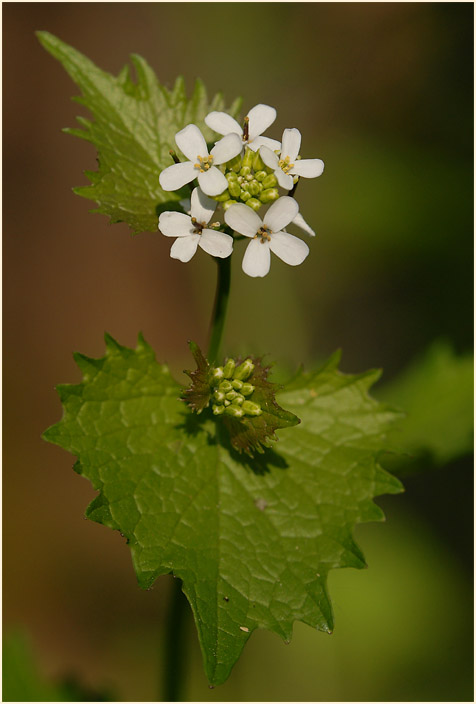 Knoblauchhederich (Alliaria officinalis)