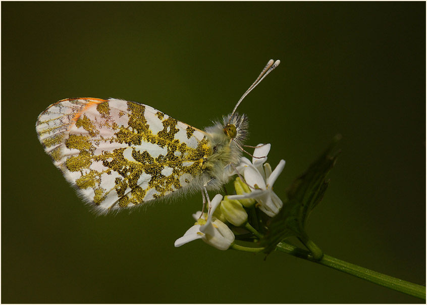 Knoblauchhederich (Alliaria officinalis)