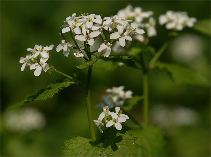 Knoblauchhederich (Alliaria officinalis)