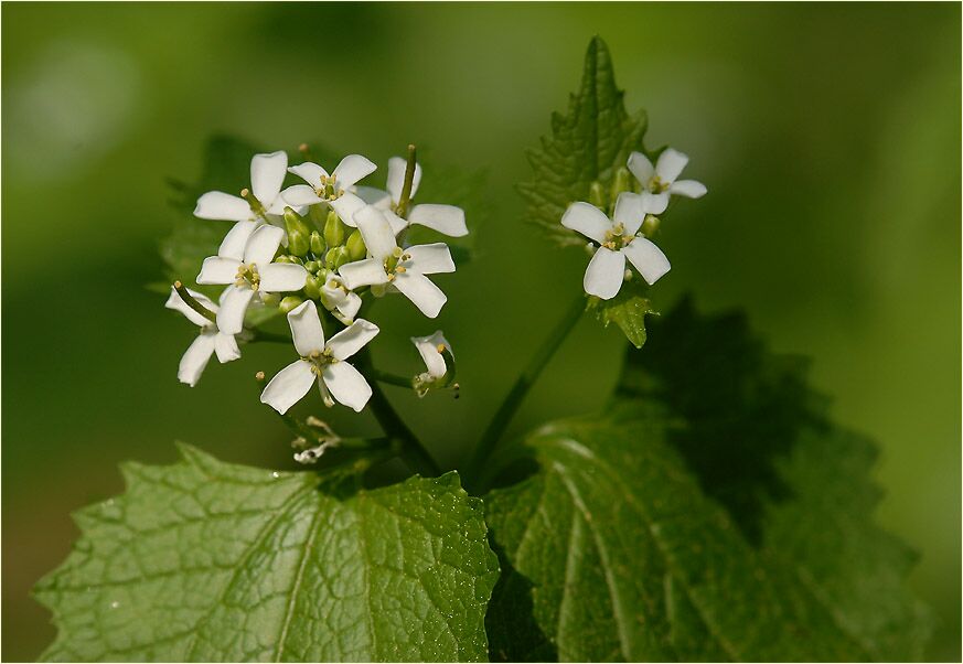 Knoblauchhederich (Alliaria officinalis)