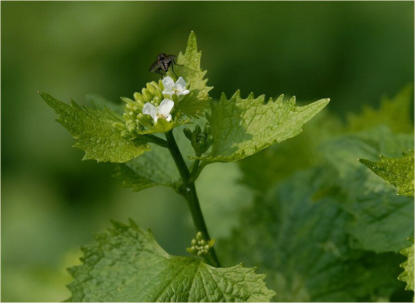 Knoblauchhederich (Alliaria officinalis)