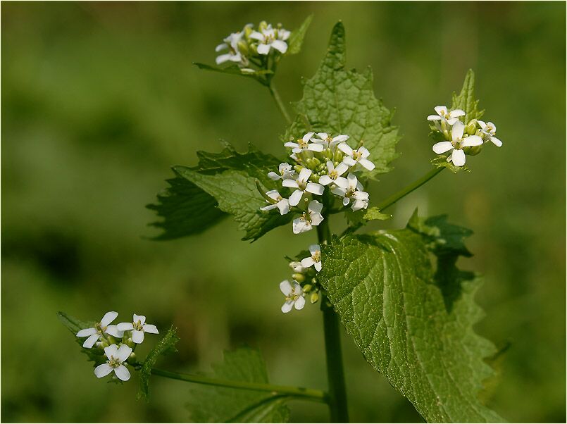 Knoblauchhederich (Alliaria officinalis)