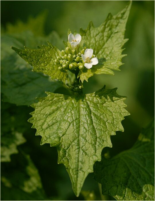 Knoblauchhederich (Alliaria officinalis)