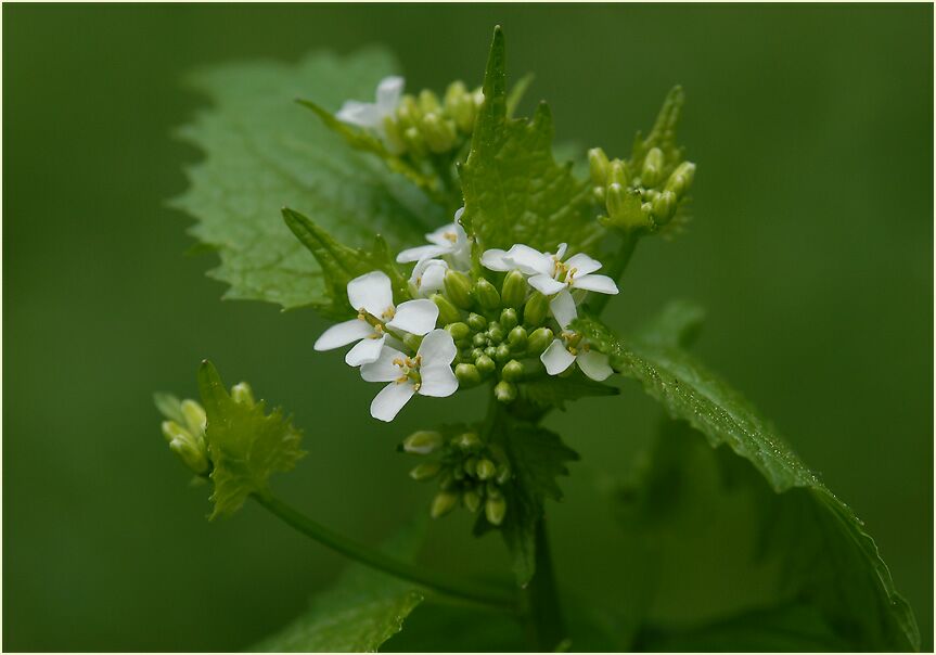 Knoblauchhederich (Alliaria officinalis)