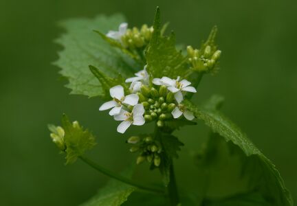 vergrößern