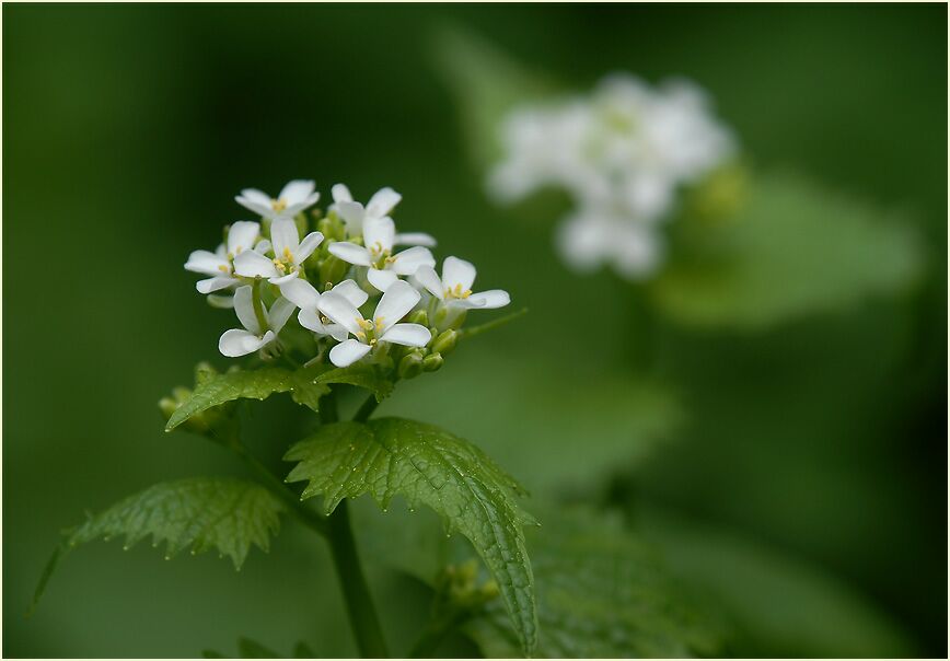 Knoblauchhederich (Alliaria officinalis)