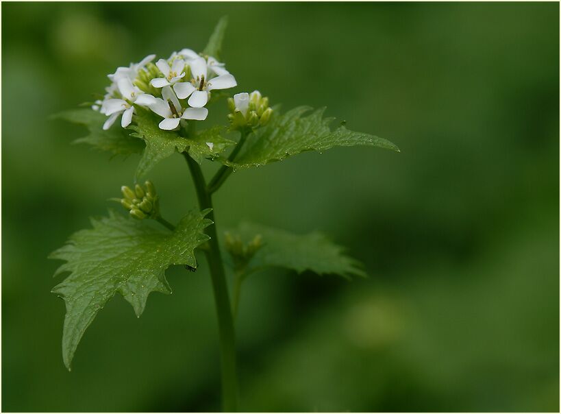 Knoblauchhederich (Alliaria officinalis)