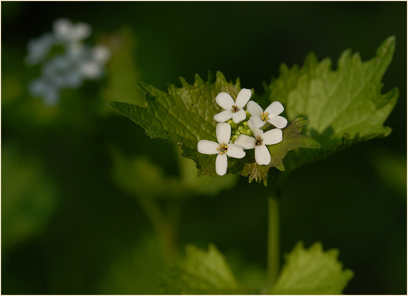 Knoblauchhederich (Alliaria officinalis)