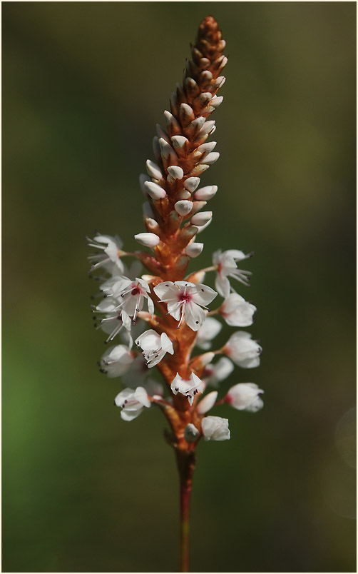 Knöterich (Polygonum)