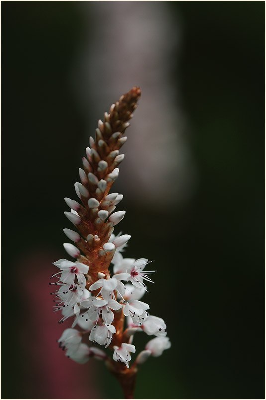 Knöterich (Polygonum)