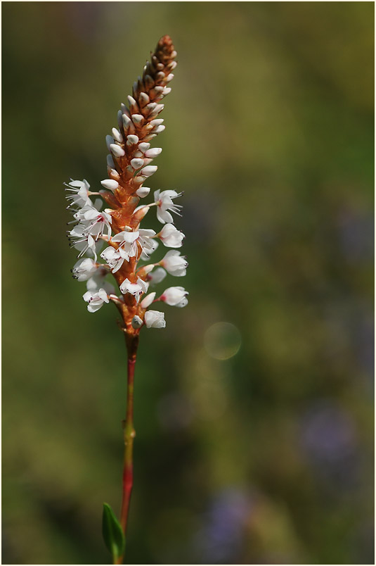 Knöterich (Polygonum)