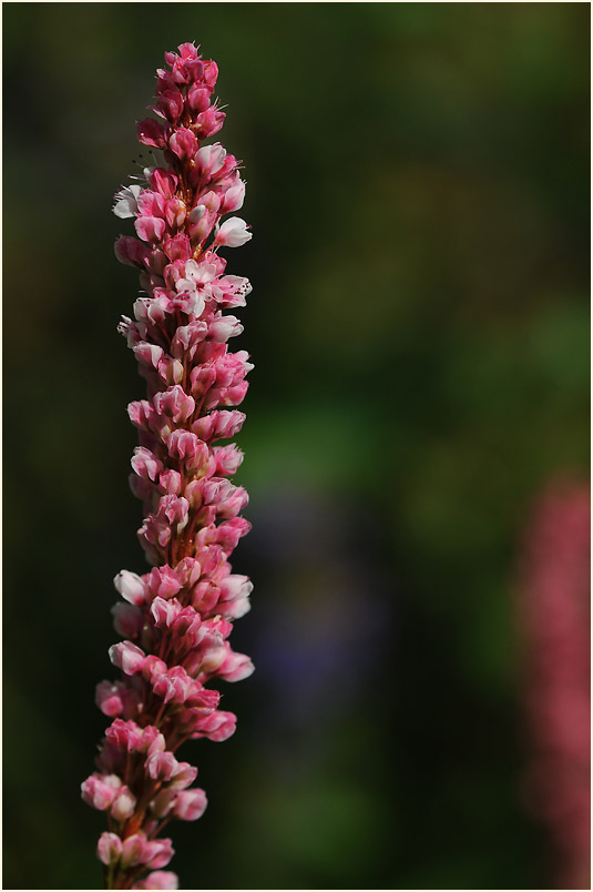 Knöterich (Polygonum)