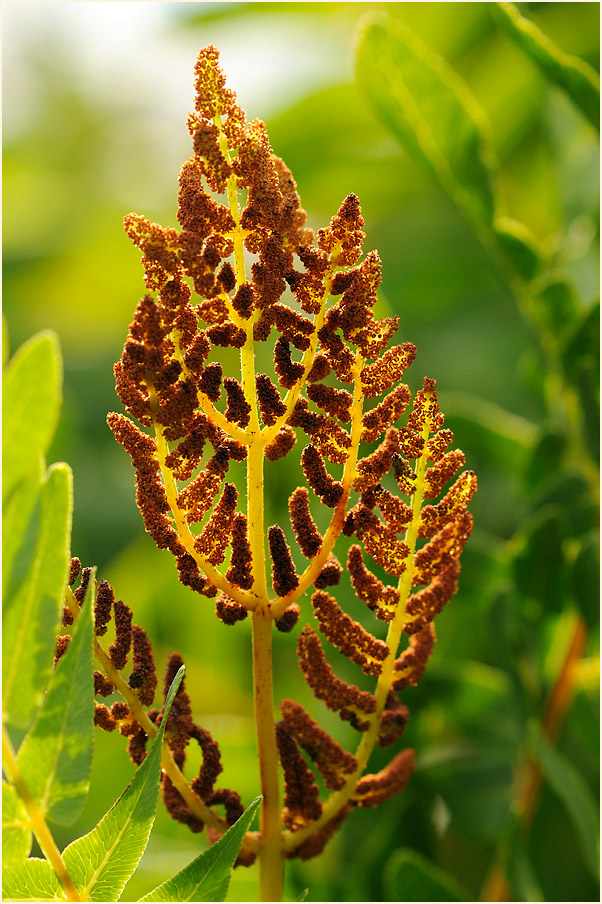 Königsfarn (Osmunda regalis)