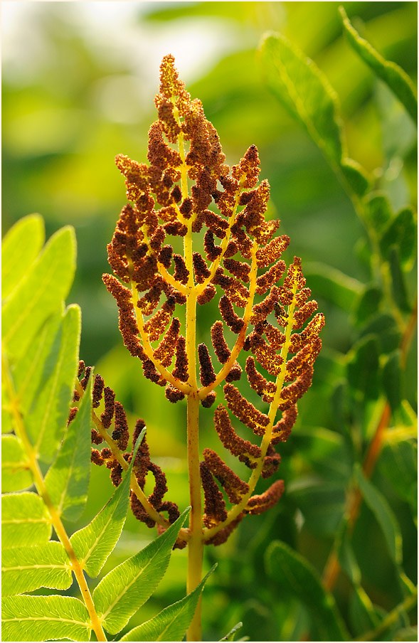 Königsfarn (Osmunda regalis)