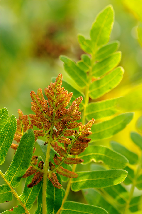 Königsfarn (Osmunda regalis)