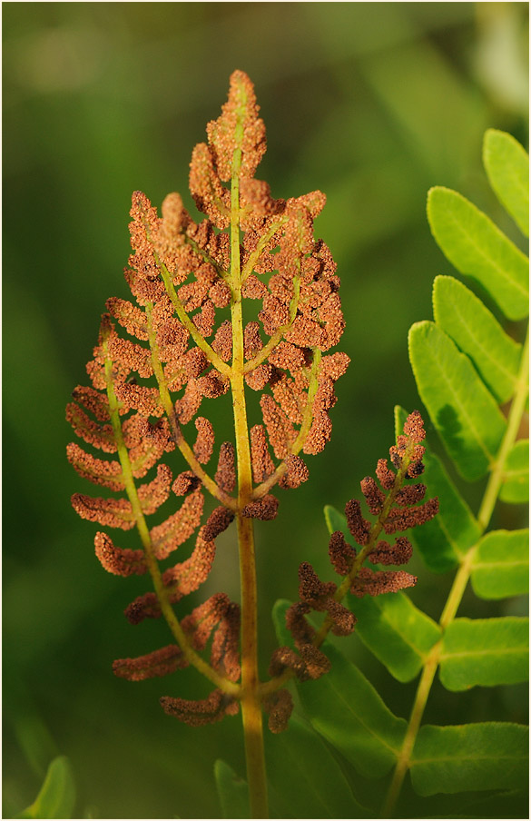 Königsfarn (Osmunda regalis)