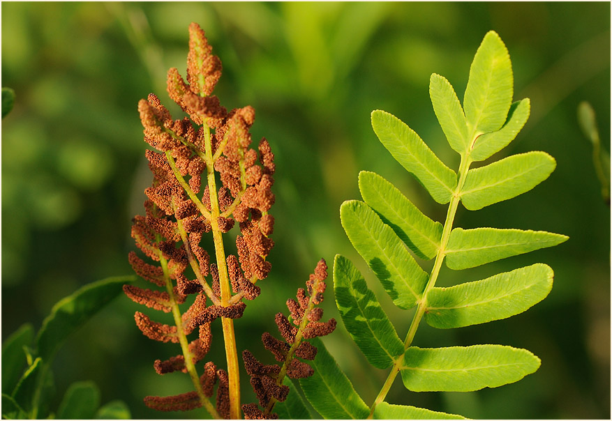 Königsfarn (Osmunda regalis)