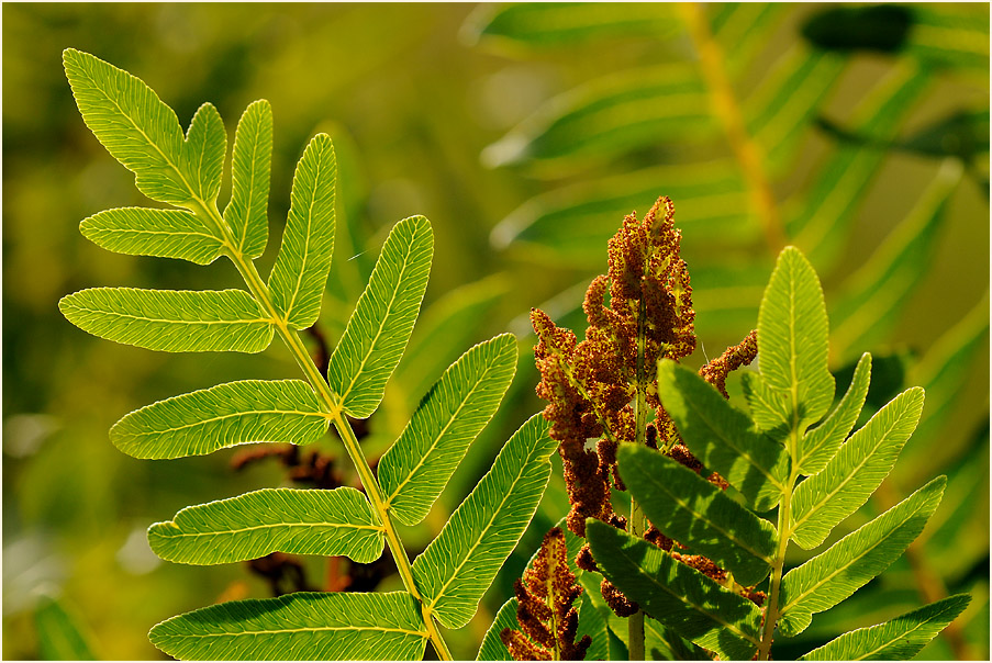 Königsfarn (Osmunda regalis)