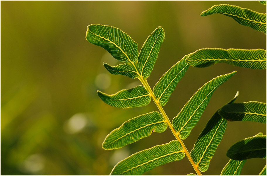 Königsfarn (Osmunda regalis)