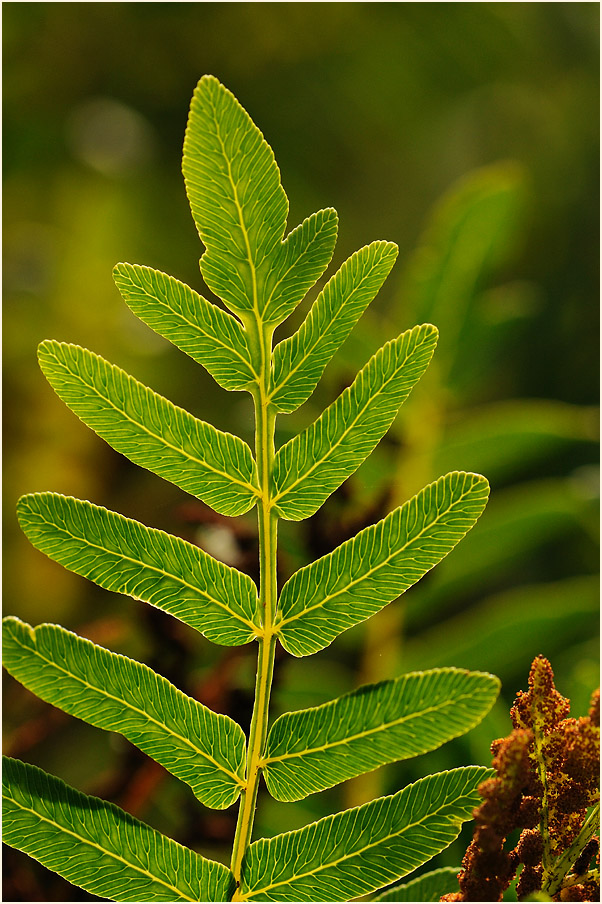 Königsfarn (Osmunda regalis)