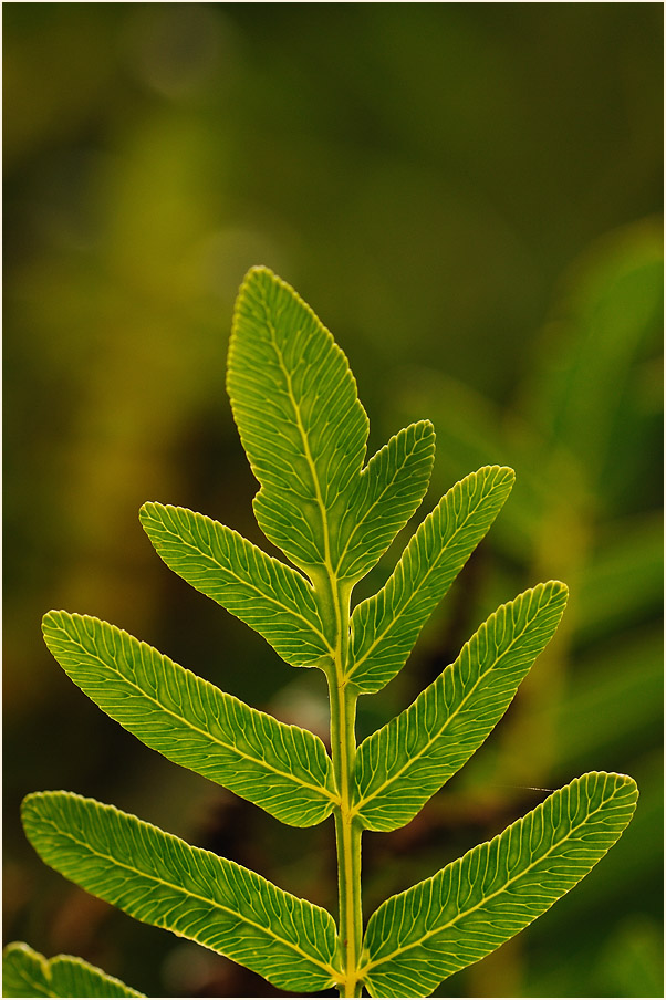 Königsfarn (Osmunda regalis)