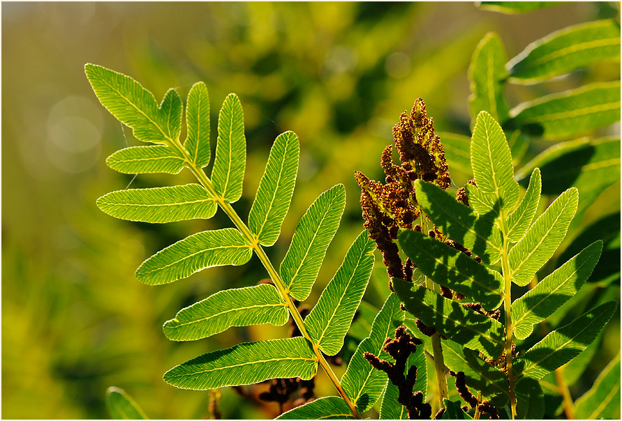 Königsfarn (Osmunda regalis)