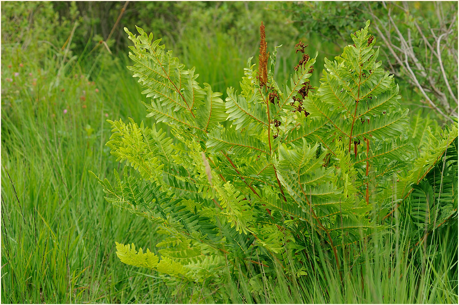 Königsfarn (Osmunda regalis)