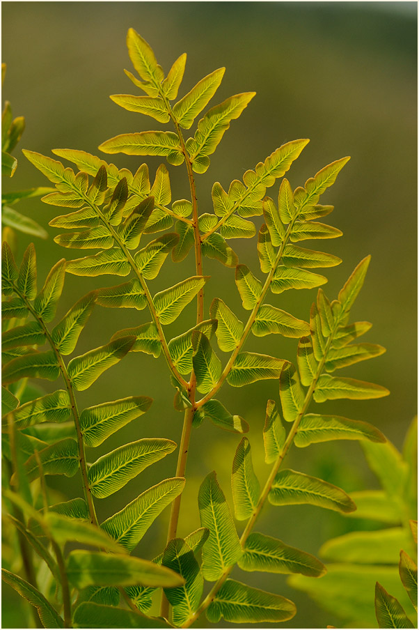 Königsfarn (Osmunda regalis)