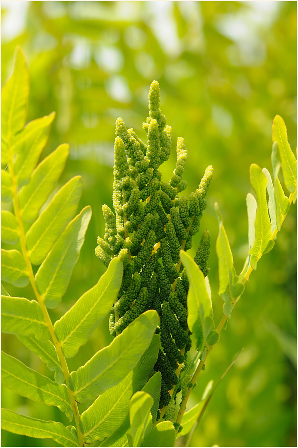 Königsfarn (Osmunda regalis)