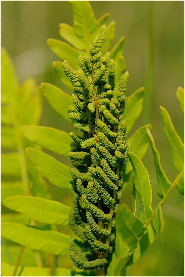 Königsfarn (Osmunda regalis)