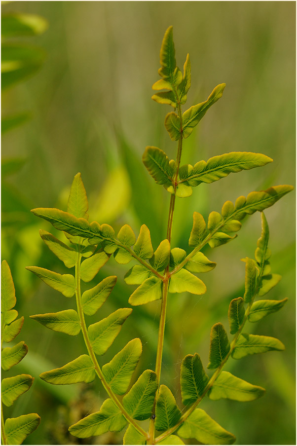 Königsfarn (Osmunda regalis)