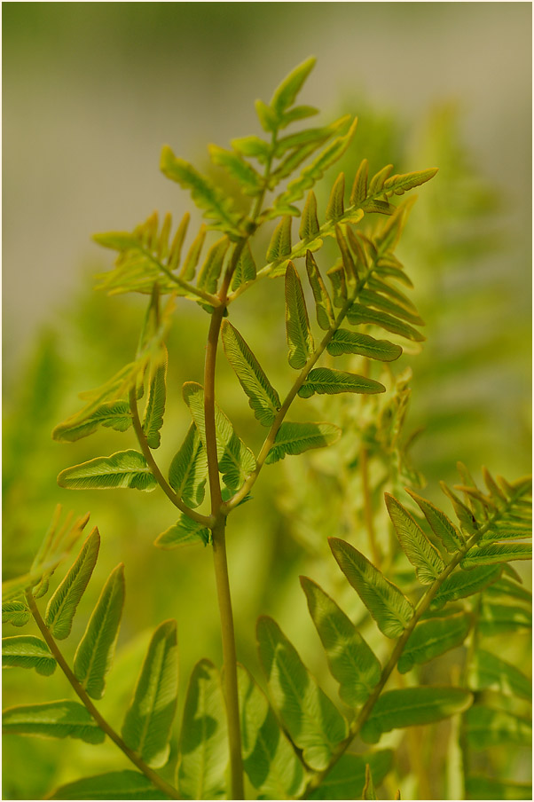 Königsfarn (Osmunda regalis)