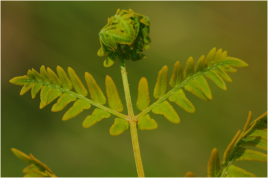 Königsfarn (Osmunda regalis)