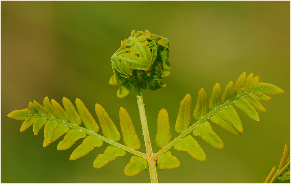 Königsfarn (Osmunda regalis)