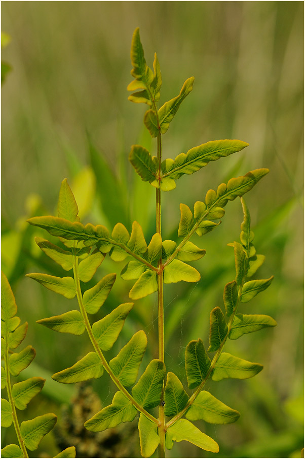 Königsfarn (Osmunda regalis)