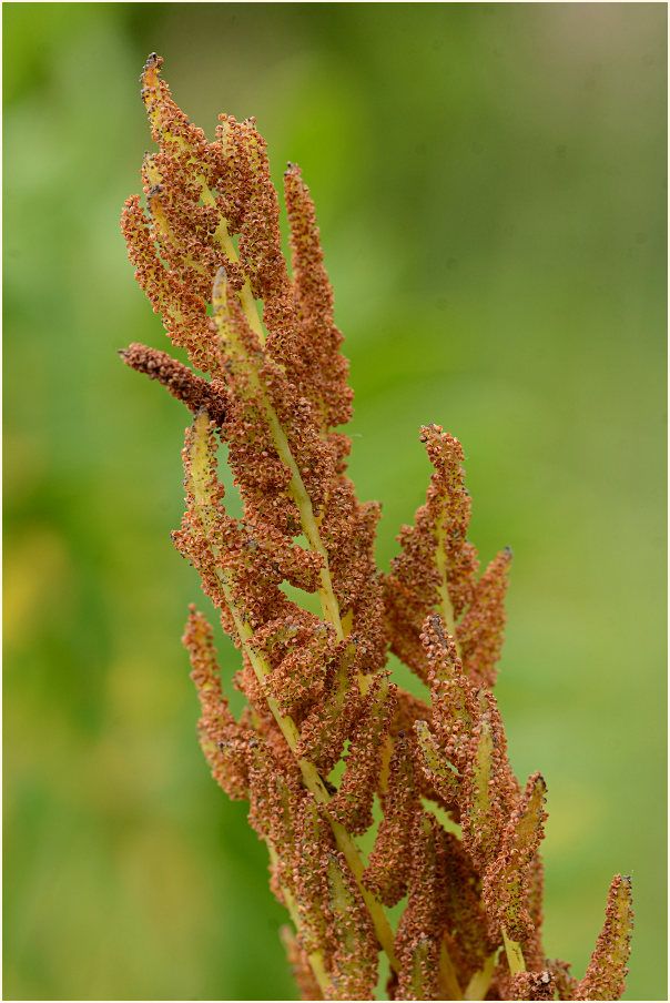 Königsfarn (Osmunda regalis)