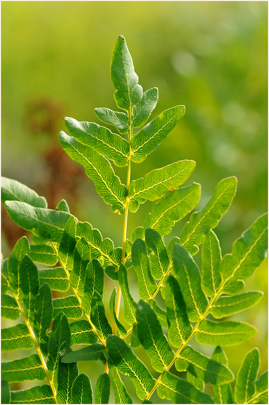 Königsfarn (Osmunda regalis)