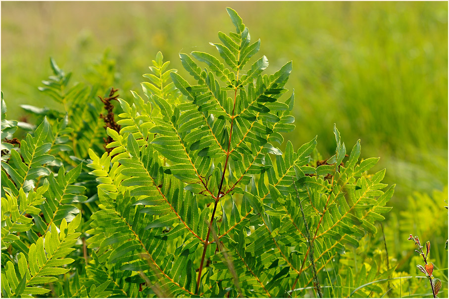 Königsfarn (Osmunda regalis)