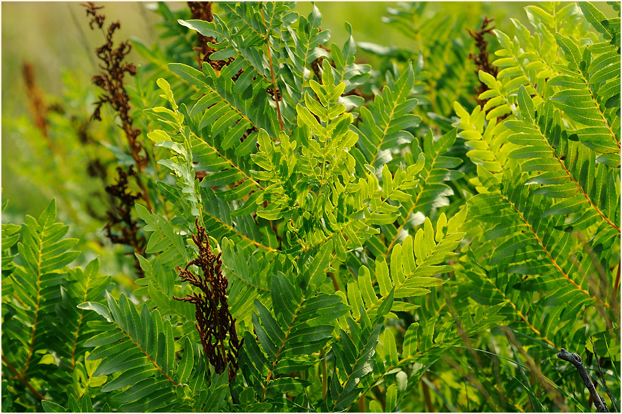 Königsfarn (Osmunda regalis)