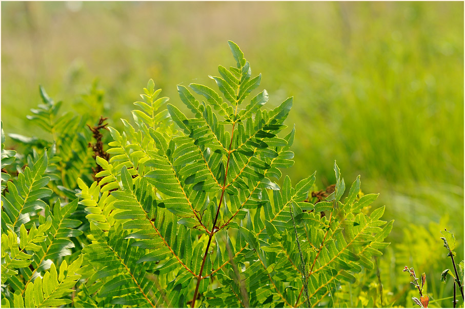 Königsfarn (Osmunda regalis)