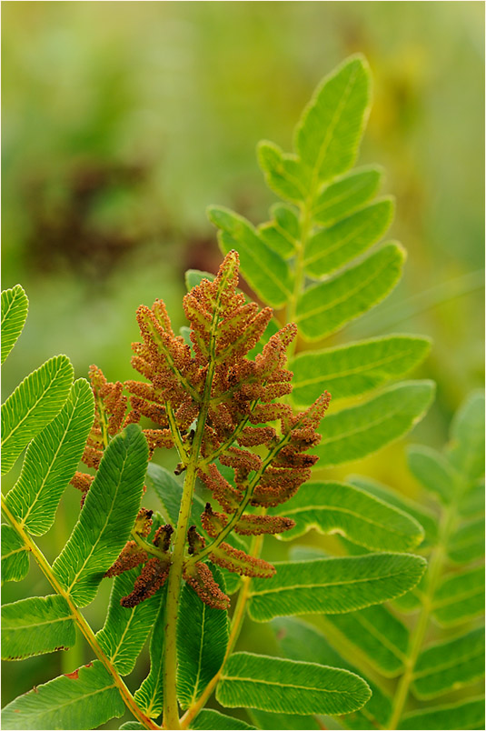 Königsfarn (Osmunda regalis)