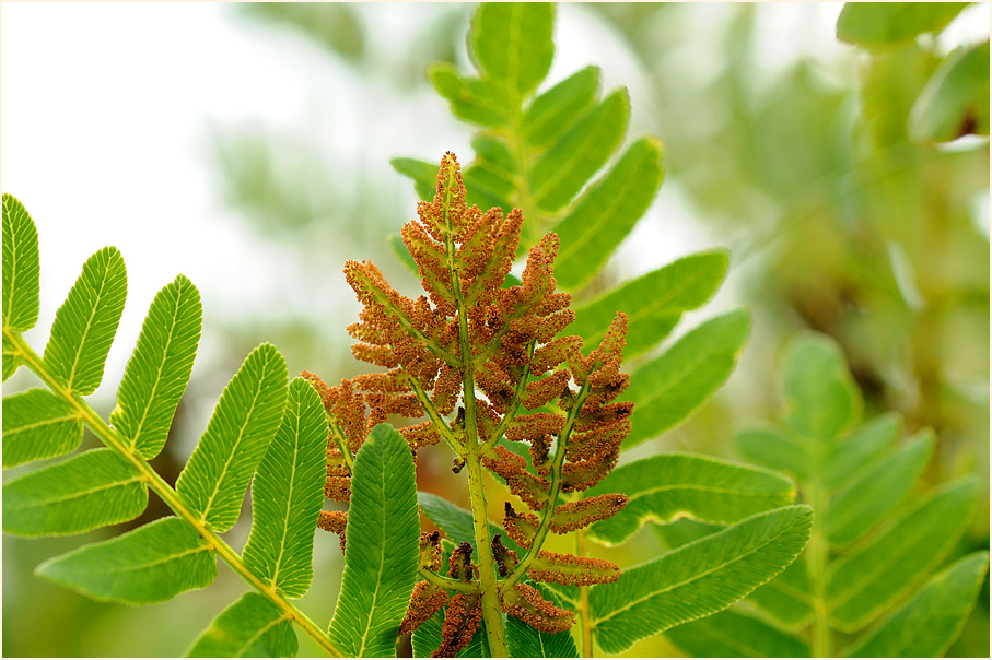 Königsfarn (Osmunda regalis)