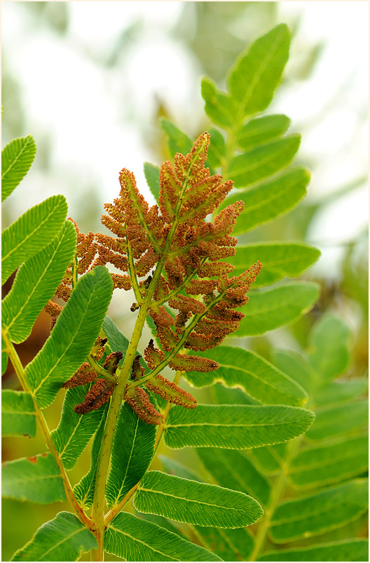 Königsfarn (Osmunda regalis)