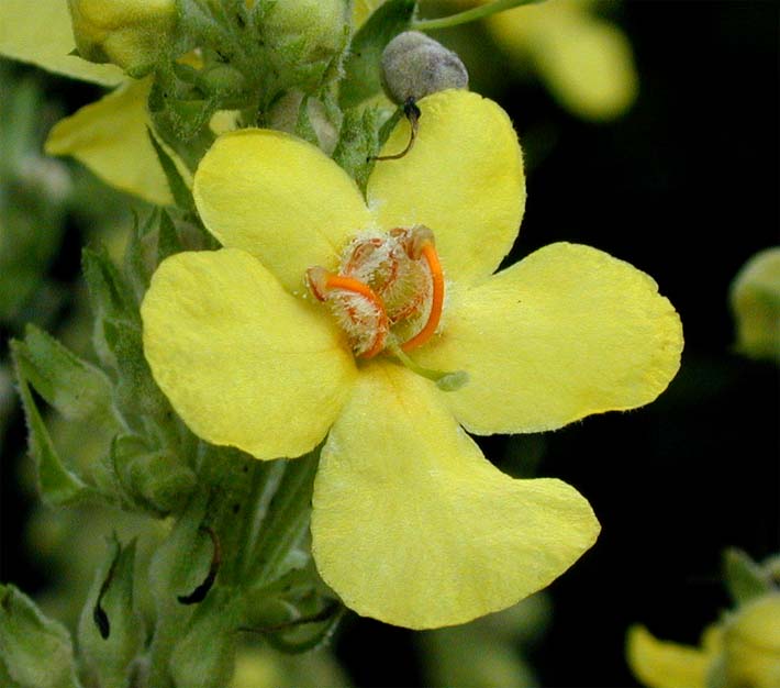 Königskerze, kleinblütige (Verbascum thapsus)