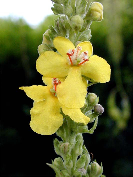 Königskerze, kleinblütige (Verbascum thapsus)