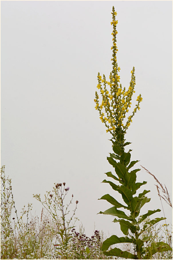 Königskerze, kleinblütige (Verbascum thapsus)