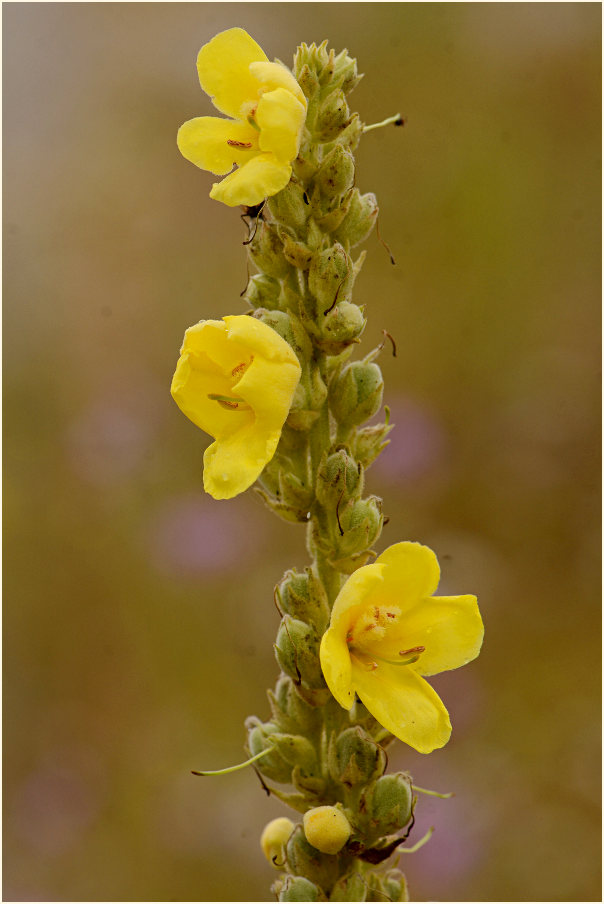 Königskerze, kleinblütige (Verbascum thapsus)