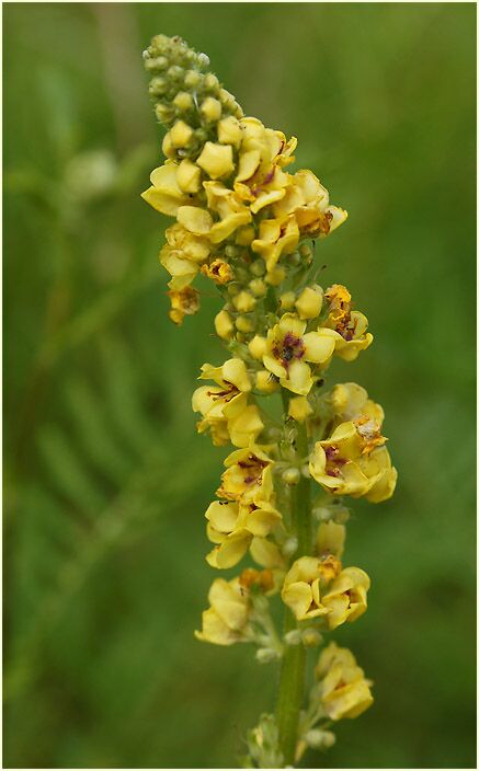 Königskerze, schwarze (Verbascum nigrum)