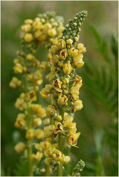 Königskerze, schwarze (Verbascum nigrum)