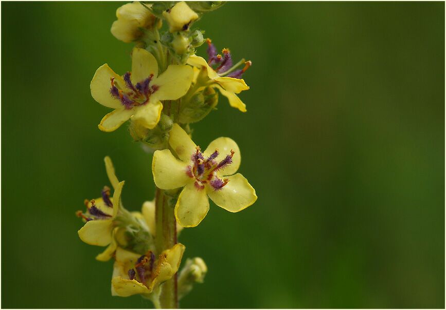 Königskerze, schwarze (Verbascum nigrum)